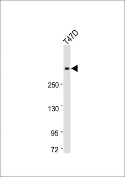 Ki-67 antibody