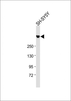 Ki-67 antibody