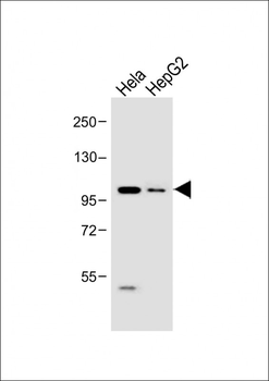 LGR5 antibody (N-term)