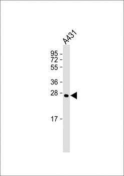 CAPNS1 Antibody
