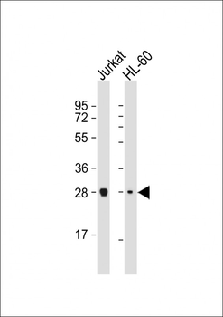 IMPA1 Antibody