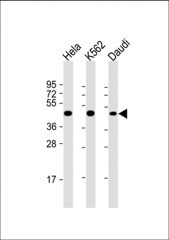 PLIN3 Antibody