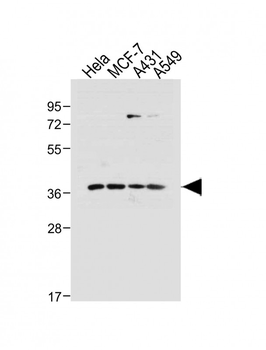 hCdk7-T170 Antibody