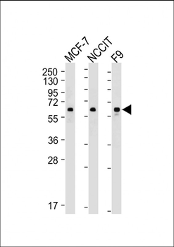 KLF4 Antibody
