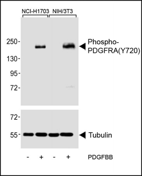Phospho-PDGFRA Antibody (Y720)