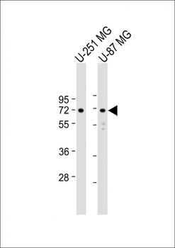 APLP1 Antibody (C-Term)