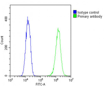 beta II Tubulin Antibody