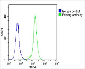 F13A1 Antibody (N-Term)