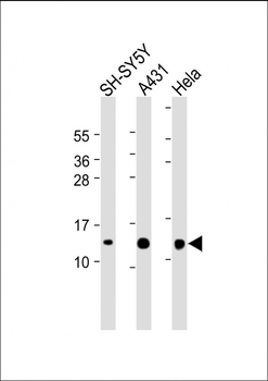 TXN Antibody