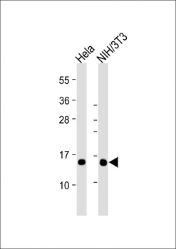 RBX1 Antibody