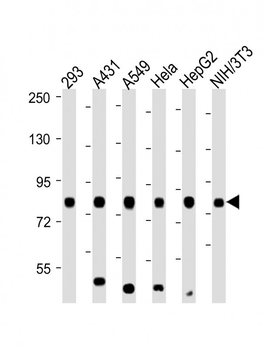 RPS6KA3 (S369) antibody