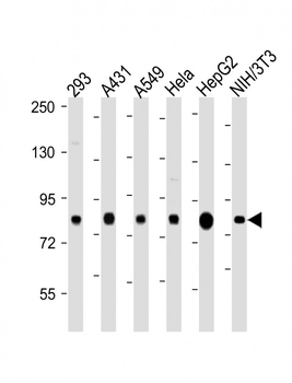 RPS6KA3 (S369) antibody