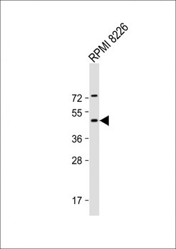 DEPTOR Antibody (N-Term)