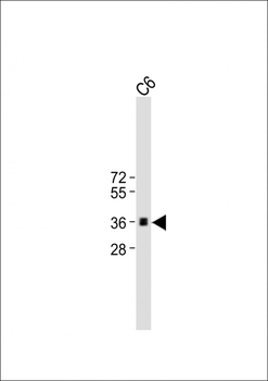CCND1 Antibody