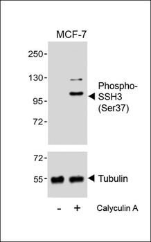 Phospho-SSH3 (Ser37) Antibody