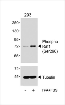 Phospho-Raf1 (Ser296) Antibody