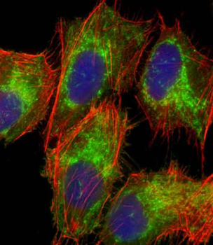 TOMM40 Antibody (N-Term)