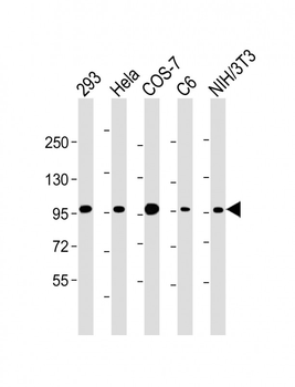 CTNNB1 Antibody (C-term)