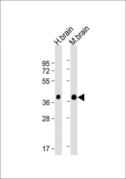SYP Antibody (C-term)