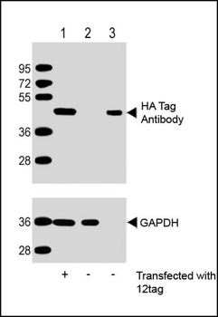 HA.2x Tag Antibody, HRP Conjugate