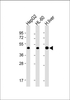 ADK Antibody (N-term)