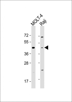 CD24 Antibody (Center)