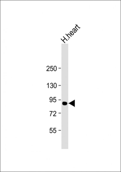 ACO2 Antibody (Center)