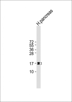 REG3G Antibody