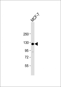 HEATR6 Antibody (N-Term)