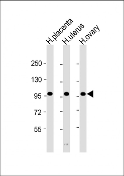 OVGP1 Antibody (N-Term)