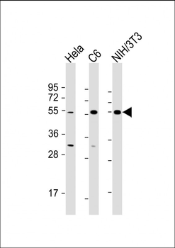 PTEN Antibody (N-term)