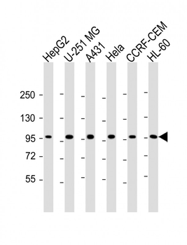 TAF4 Antibody (C-Term)