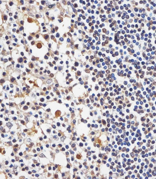 TAF4 Antibody (C-Term)
