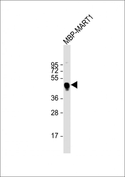 MBP tag Antibody