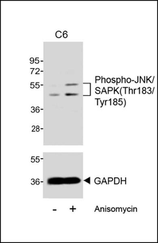 Phospho-JNK/SAPK(Thr183/Tyr185) Antibody