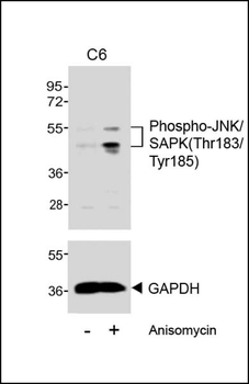 Phospho-JNK/SAPK(Thr183/Tyr185) Antibody