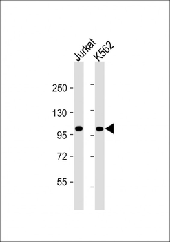 PRDM16 Antibody