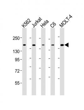 CTCF Antibody