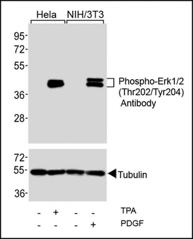 Phospho-Erk1/2(Thr202/Tyr204) Antibody