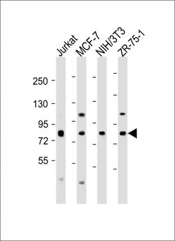 ARHGEF7 Antibody (C-Term)