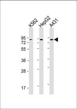 GOLGA5 Antibody