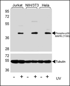 Phospho-p38 MAPK (T180) antibody
