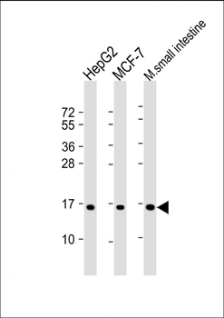 COXIV Isoform 2 Antibody