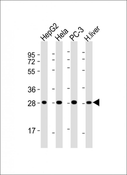 PSMA5 Antibody
