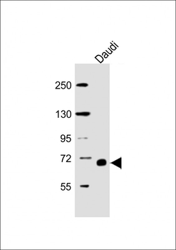 RELB Antibody