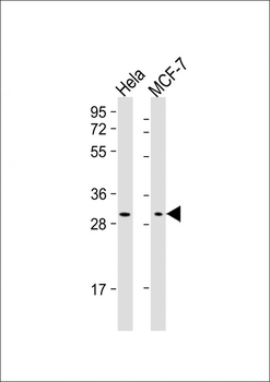 RAB20 Antibody