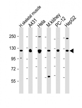 Vinculin Antibody