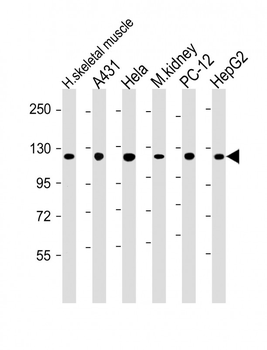 Vinculin Antibody