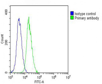 Vinculin Antibody