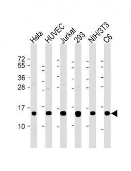 Profilin-1 Antibody
